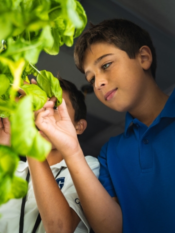 Middle school student picking basil