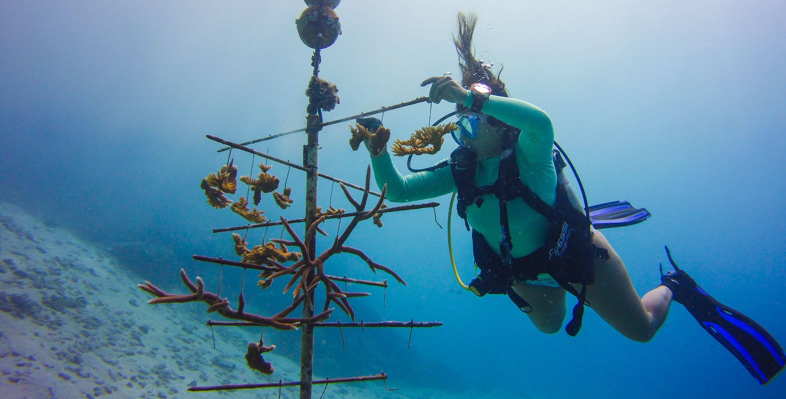 Female student scuba diving during field studies class