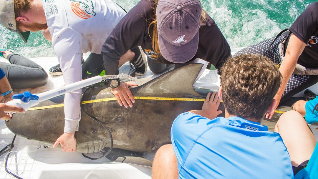 Upper school students measuring a shark