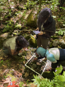 Three researchers, featured in our alumni spotlight, wear protective head nets while collecting samples from a stream using a square frame.