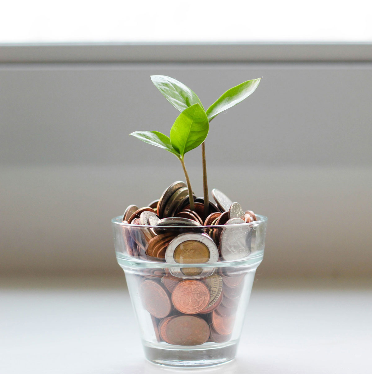 A small green plant grows in a glass filled with assorted coins, placed in front of a bright windowāsymbolizing growth and opportunity, much like the flourishing paths found in private school careers.